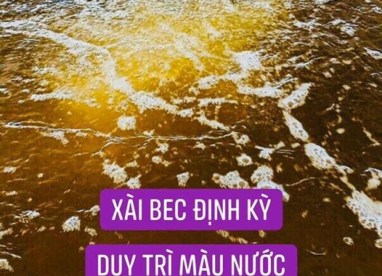 ⭐⭐⭐NƯỚC CHUYỂN NÂU TRÀ XÀI BEC 500