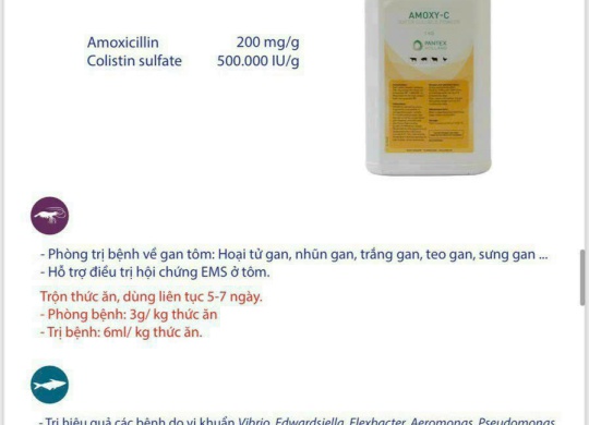 ⭐⭐⭐ AMOXY- C TRỊ BỆNH EMS, XƯNG GAN NHŨN GAN TÔM