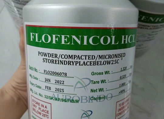 ⭐FLORFENICOL HCL ẤN ĐỘ⭐